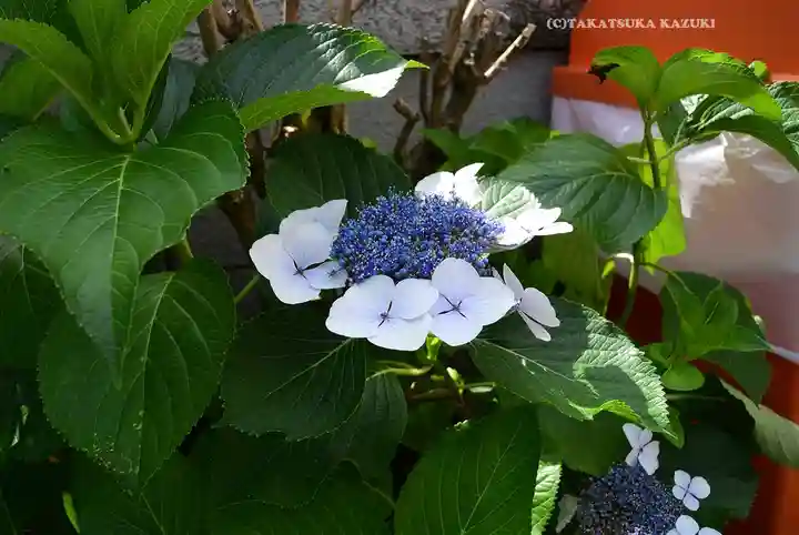 東京羽田 穴守稲荷神社(東京都)