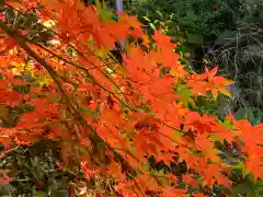 牟禮山観音禅寺の自然