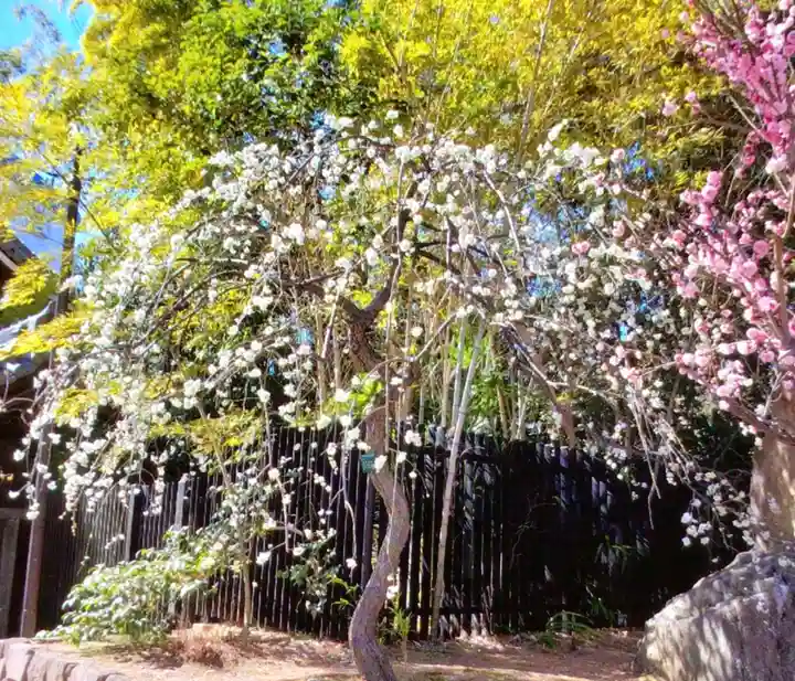 妙法寺(東京都)