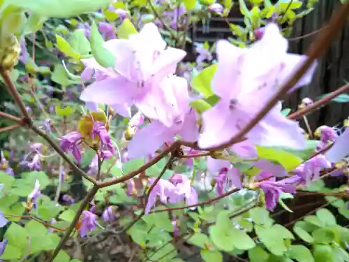 岡崎神社の自然