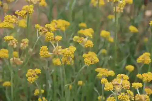 大六天麻王神社の自然
