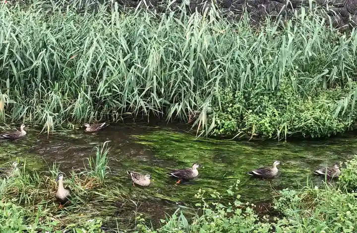 南沢氷川神社の動物