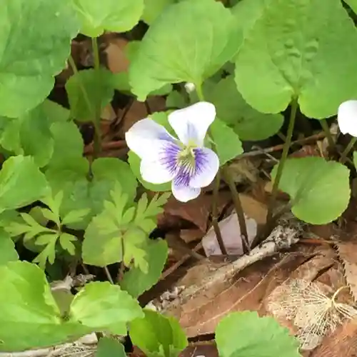 平湯神社の自然