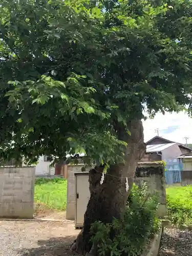 岩樟神社の自然