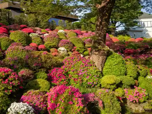 根津神社の{uncategorized: "未分類", other: "その他", undefined: "問題あり", building: "その他建物", grave: "お墓", sacred_gate: "鳥居", guardian: "狛犬", statue: "像", buddha: "仏像", history: "歴史", nature: "自然", garden: "庭園", animal: "動物", pagoda: "塔", temizu: "手水舎", mountain_gate: "山門・神門", sanctuary: "本殿・本堂", subordinate: "末社・摂社", art: "芸術", scenery: "景色", jizo: "地蔵", ema: "絵馬", goshuin: "御朱印", omikuji: "おみくじ", items: "授与品その他", amulet: "お守り", goshuincho: "御朱印帳", eats: "食事", festival: "お祭り", votive_dance: "神楽", shichigosan: "七五三参", wedding: "結婚式", experience: "体験その他", initially: "初詣", around: "周辺", anti_infection: "感染症対策"}