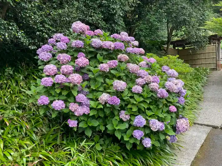 長壽寺(長寿寺)の自然