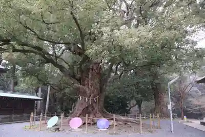 千栗八幡宮(佐賀県)
