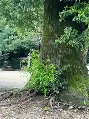 手力雄神社(岐阜県)