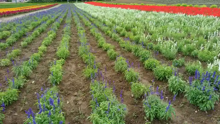 中富良野神社の周辺