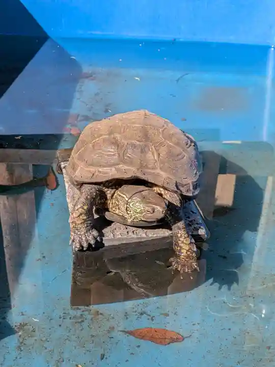 下谷神社(東京都)