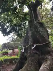 三嶋大社の自然