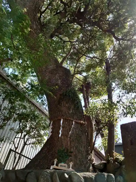 中吉田津嶋神社の自然