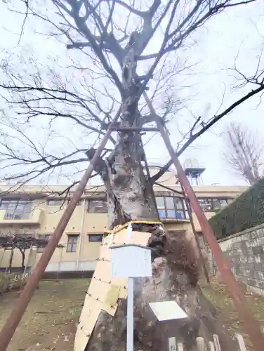 白山神社の{uncategorized: "未分類", other: "その他", undefined: "問題あり", building: "その他建物", grave: "お墓", sacred_gate: "鳥居", guardian: "狛犬", statue: "像", buddha: "仏像", history: "歴史", nature: "自然", garden: "庭園", animal: "動物", pagoda: "塔", temizu: "手水舎", mountain_gate: "山門・神門", sanctuary: "本殿・本堂", subordinate: "末社・摂社", art: "芸術", scenery: "景色", jizo: "地蔵", ema: "絵馬", goshuin: "御朱印", omikuji: "おみくじ", items: "授与品その他", amulet: "お守り", goshuincho: "御朱印帳", eats: "食事", festival: "お祭り", votive_dance: "神楽", shichigosan: "七五三参", wedding: "結婚式", experience: "体験その他", initially: "初詣", around: "周辺", anti_infection: "感染症対策"}