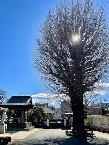 東光寺(東京都)