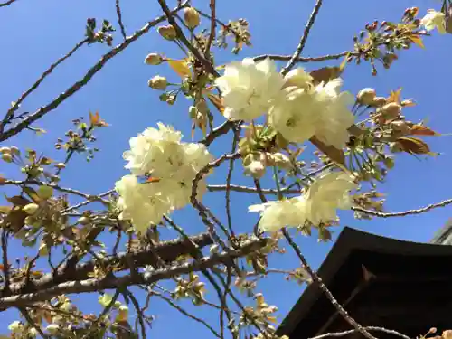 上地八幡宮の自然