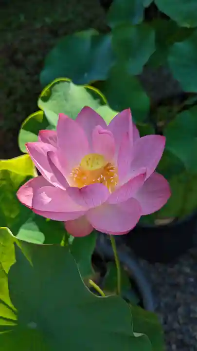 行願寺(革堂)(京都府)