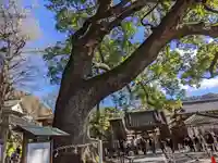 事任八幡宮の自然