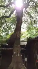 氷川女體神社(埼玉県)