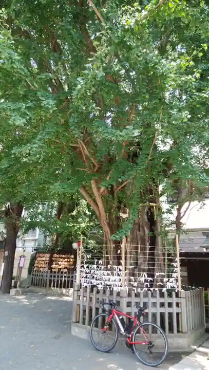 天祖神社の自然