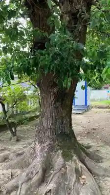 須佐之男神社の自然