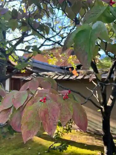 大仙院(京都府)