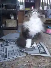 御誕生寺（猫寺）の動物