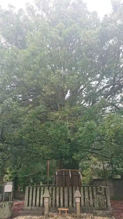 熊野速玉大社の自然