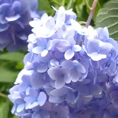 明月院(神奈川県)