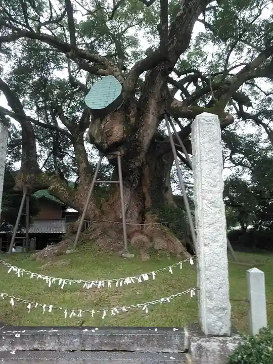 大楠神社の自然