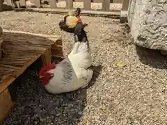 大崎八幡宮の動物