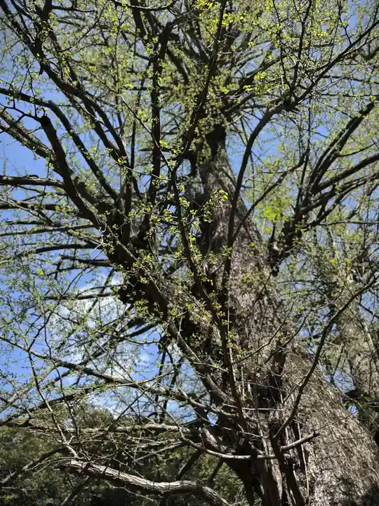 赤坂氷川神社(東京都)