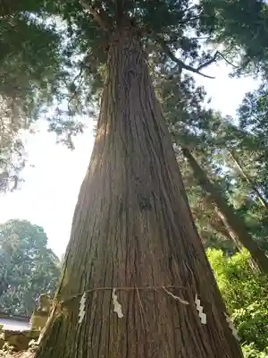大宮温泉神社のその他建物