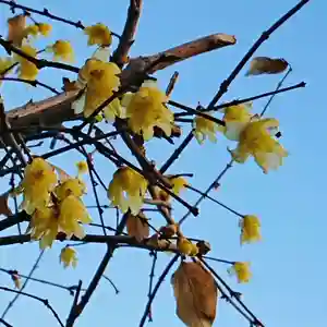 三輪神社の自然(2021年01月21日(木) 09時07分39秒投稿)