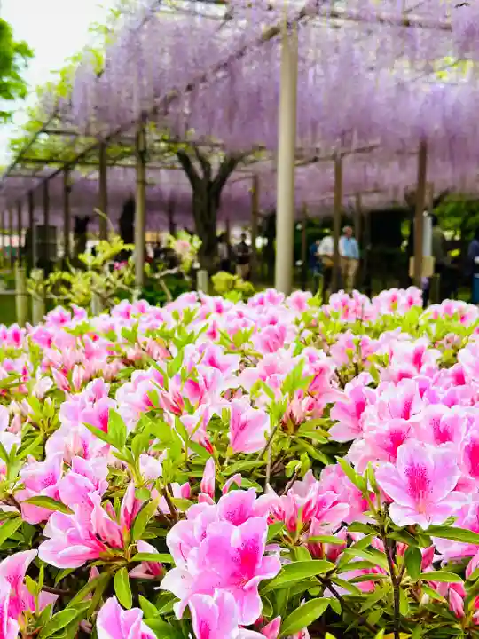 曼陀羅寺の自然