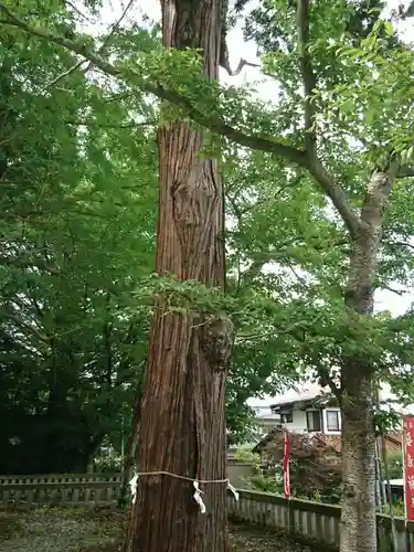 加賀神明宮の自然