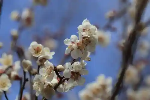 開成山大神宮の自然