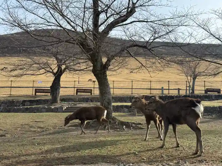 手向山八幡宮の{uncategorized: "未分類", other: "その他", undefined: "問題あり", building: "その他建物", grave: "お墓", sacred_gate: "鳥居", guardian: "狛犬", statue: "像", buddha: "仏像", history: "歴史", nature: "自然", garden: "庭園", animal: "動物", pagoda: "塔", temizu: "手水舎", mountain_gate: "山門・神門", sanctuary: "本殿・本堂", subordinate: "末社・摂社", art: "芸術", scenery: "景色", jizo: "地蔵", ema: "絵馬", goshuin: "御朱印", omikuji: "おみくじ", items: "授与品その他", amulet: "お守り", goshuincho: "御朱印帳", eats: "食事", festival: "お祭り", votive_dance: "神楽", shichigosan: "七五三参", wedding: "結婚式", experience: "体験その他", initially: "初詣", around: "周辺", anti_infection: "感染症対策"}
