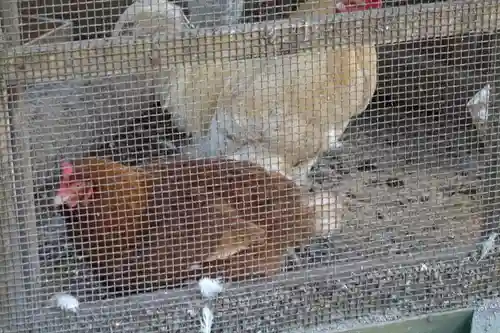 丹生川上神社（下社）の動物