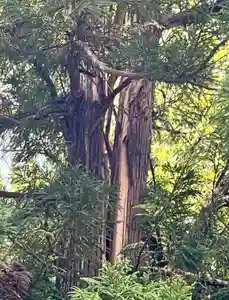 蚊里田八幡宮(長野県)(2025年11月26日(水) 18時36分43秒投稿)