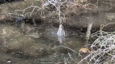 永山神社の動物