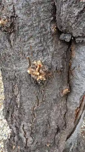 三輪神社の自然