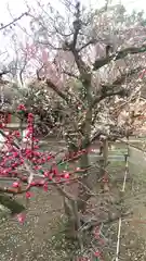 北野天満宮の庭園