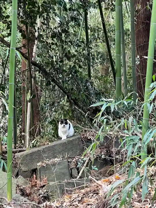 鷲宮神社の動物