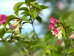 山家神社奥宮の自然