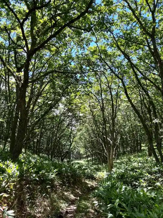 山家神社奥宮の自然