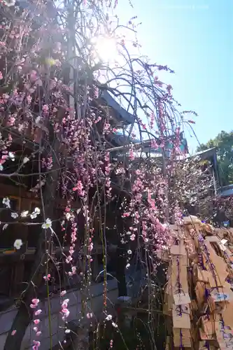 湯島天満宮(東京都)