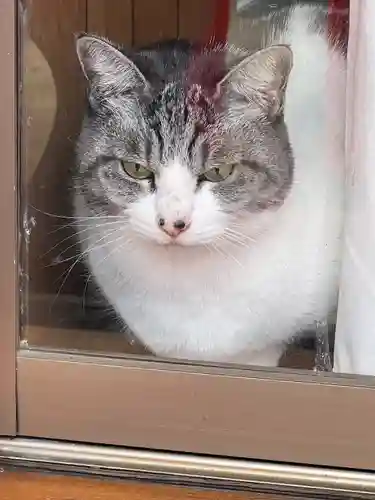 於菊稲荷神社の動物