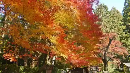 大田神社（賀茂別雷神社境外摂社）の自然