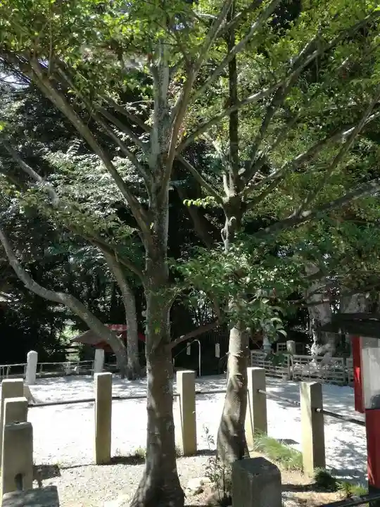 塚崎神明社の自然