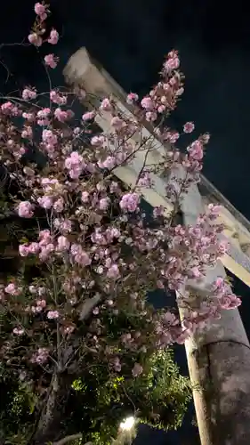 八坂神社(祇園さん)の自然